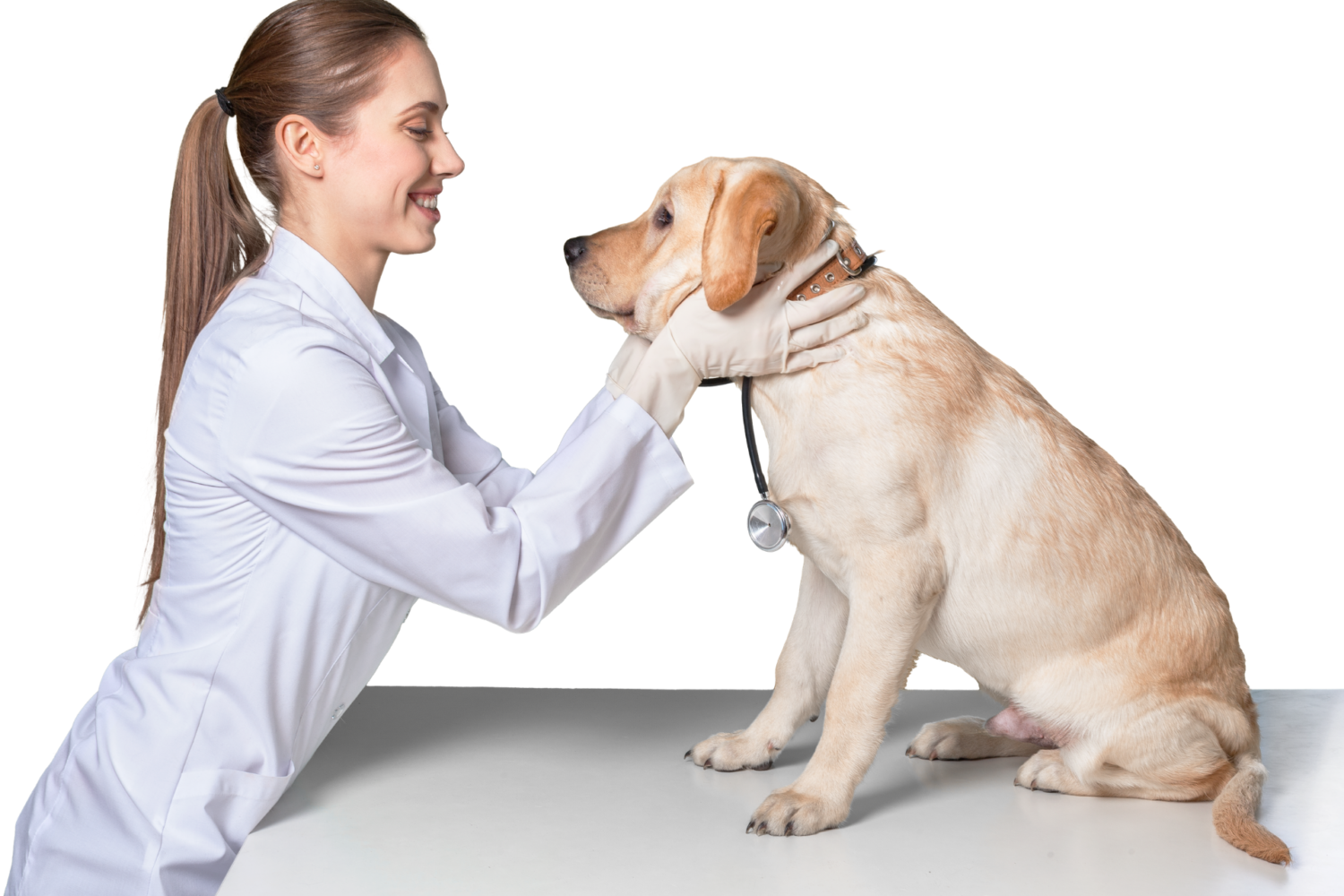 Veterinarias en Panamá